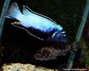 Metriaclima koningsi Arten